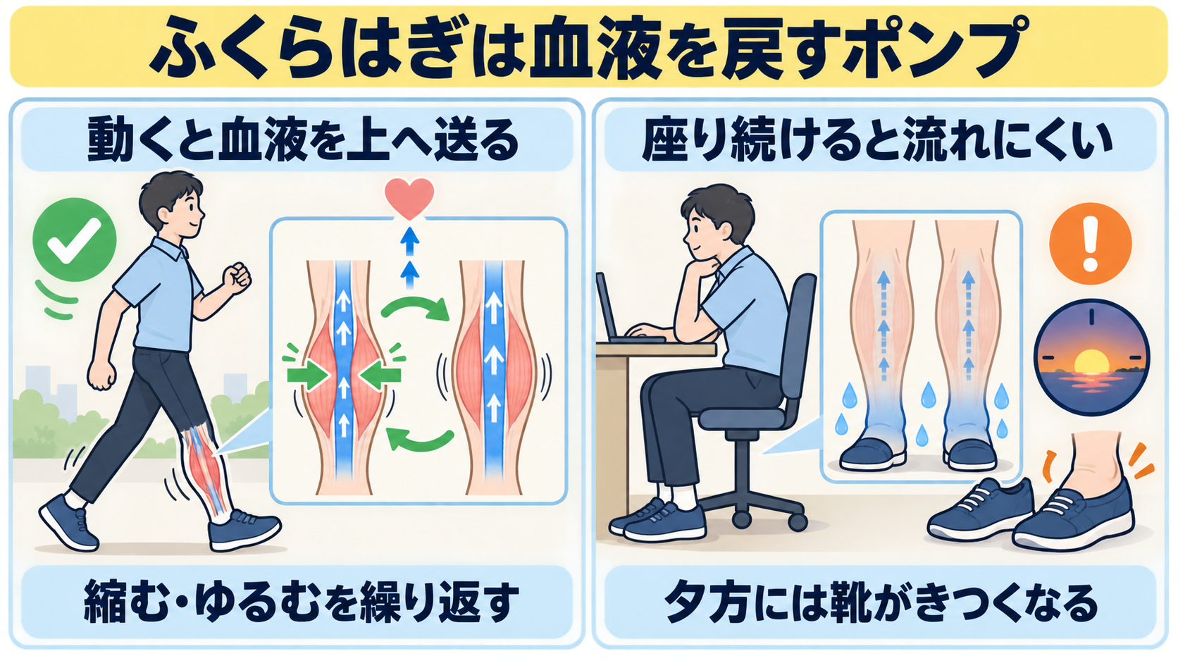 歩くとふくらはぎが縮んで血液を上へ送り、座り続けると流れにくくなることを比べた図