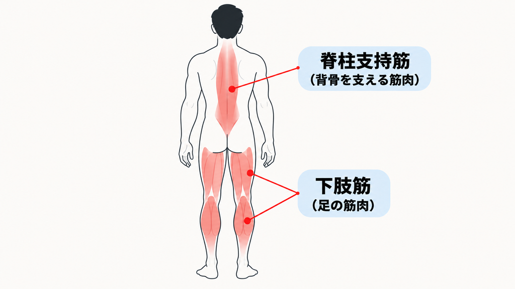 立ち仕事で疲れる2つの筋肉。背骨を支える脊柱支持筋と、足の下肢筋